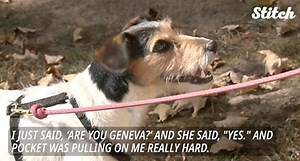 5.6K views · 115 reactions | 瑩   Pocket, a search-and-rescue terrier, brought a two-day search for a missing woman to an end. | WCVB Channel 5 Boston | Facebook