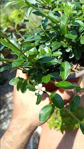 cotoneaster in bonsai
