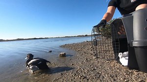 Off he goes, back to his natural habitat. YOUR SUPPORT to the Texas State Aquarium makes Wildlife Rescue stories like this possible. When you visit us, you don't just make memories, you help us make a difference. Thank you! 💙 #wildliferescue #lesserduck #savingspecies | Texas State Aquarium