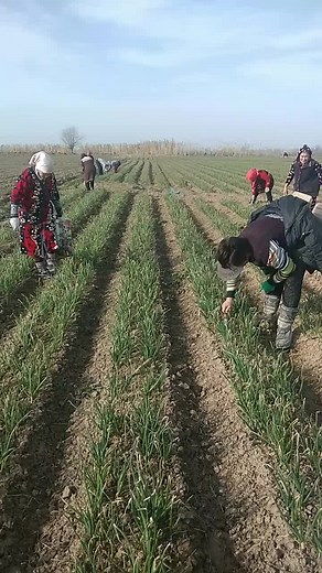 Engaging in Agricultural Activities in Rural Settings