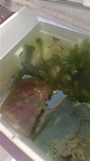 🎣fridge box setup update fish tank #shortvideo #aquarium #tamil guppy Molly zebra betta gourami #fyp