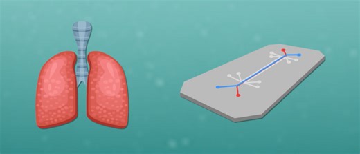 Organ-on-a-chip technology in drug development
