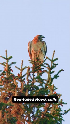 Navarre Marshall | The iconic calls of the Red-tailed Hawk📢‼️ You might have seen a bald eagle make this sound on TV, but only Red-tailed Hawks make this... | Instagram