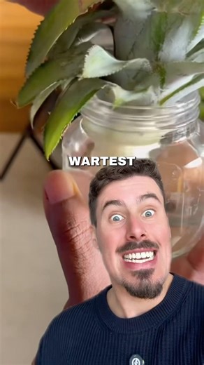 ANANAS selbst anbauen?! #ananas #diy #fy