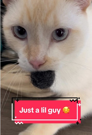 Meet the Special Flame Point Cat: Unique Behaviors Revealed