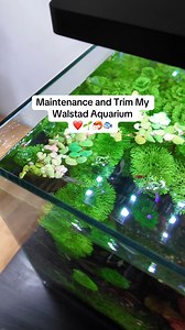 Maintenance and trim my Walstad Aquarium ❤️🌱🦐🐟watch full video 👉 https://www.facebook.com/sm9llfish/videos/24160708876952481/ ~ The Limnophila sessiliflora and Tiger Red Lotus have grown significantly and are now blocking light from reaching the dwarf hair grass in the foreground. It’s time for a trim to allow more light to penetrate, helping the bottom plants grow better.~This aquarium is built following the Walstad method, which takes a natural approach to fishkeeping by using a soil subst