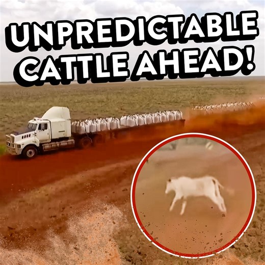90K views · 1.5K reactions | Truck needs to dodge wild cattle or risk major damage to the road train | Outback Truckers | Facebook