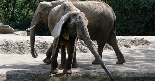 Nonhuman Rights Project sues Pittsburgh Zoo, demands release of elephants