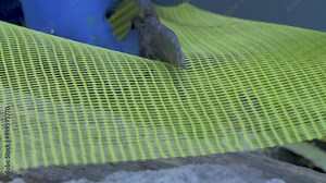 Contractor cuts fiberglass reinforcing plastering grid or mesh on plaster layer using scissors. Yellow fiberglass grid. Insulating and waterproofing exterior wall