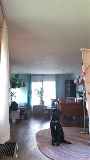 Redwood Cathedral 50