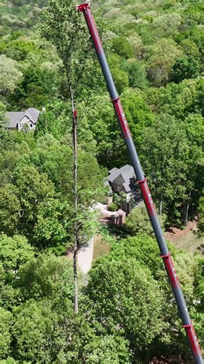 Entire Tree Removed in ONE Pick 🌳 | Crane Work