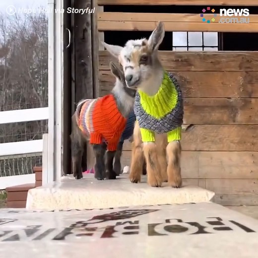 501K views · 8.9K reactions | Just some cute goats, in jumpers. Quality content for your Facebook feed! | News.com.au | Facebook
