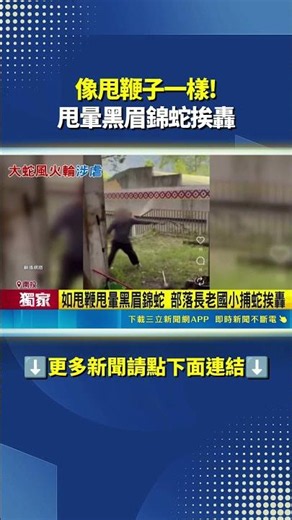像甩鞭子一樣! 甩暈黑眉錦蛇挨轟 #三立live新聞 #shorts