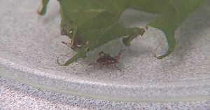 Protect, check, remove, watch: Staying safe during tick season