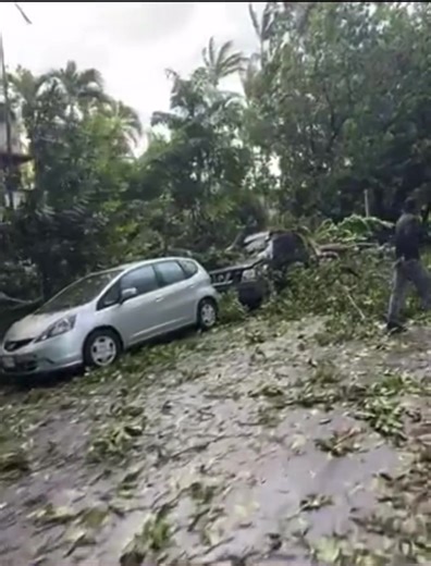 11K views · 267 reactions | Wind damage this morning in Miami where several weather stations recorded winds of 60-70 mph! There was a wind gust of 75 mph in Miami and damage and power outages have been reported throughout the city.  Eric Blake | Florida's Weather | Facebook