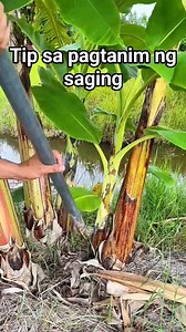 1M views · 6.4K reactions | #banana #plantingtips #viewersfriendsfollowers #highlight | Ricardo Molina Aron Jr. | Facebook
