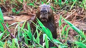 7 videó, amivel totálisan levett minket a lábunkról a Planet Earth II