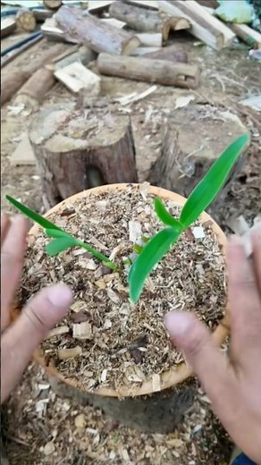 SHORT TUTORIAL TECHNIQUES! repotting orchid plants #short 🌵🌵🌵🌵