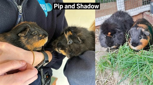3.9K views · 13 reactions | Adopt a Guinea Pig  https://www.bluecross.org.uk/rehome/guinea-pig | Blue Cross Suffolk rehoming centre | Facebook