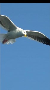 Incredible Bird gliding