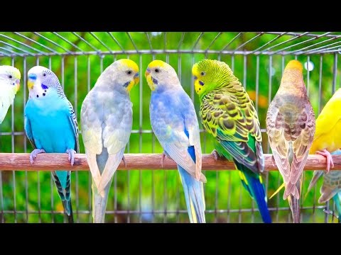 10 Hours of Budgie Sounds | Comforting Chirps for Your Sad Budgies and Parakeets