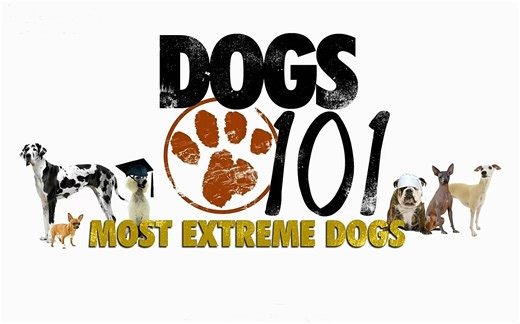 狗狗101【全6集/1080P全网最清晰】