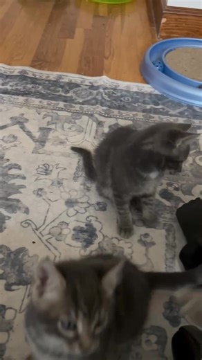 8.6K views · 266 reactions | Apple babies!! Come meet us today from 3 to 6 during our open adoptions at our SPIN home  | Stray Pets in Need of MA (S.P.I.N.) | Facebook