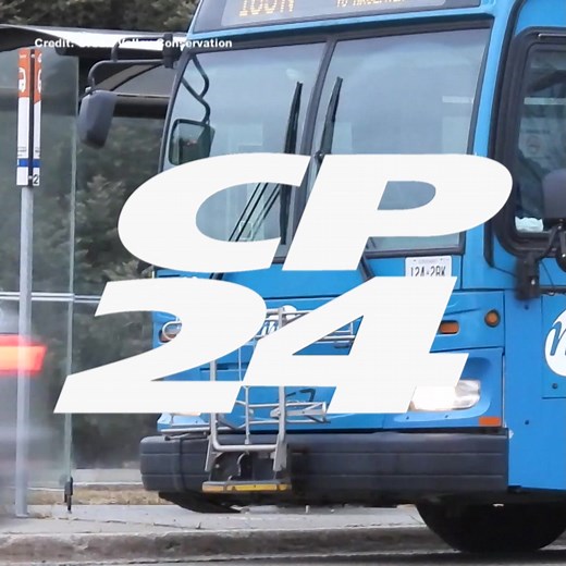 16K views · 100 reactions | Wild turkey spotted waiting 'patiently'...