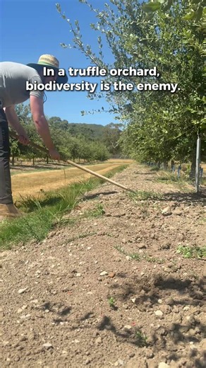 In a Truffle Orchard, Biodiversity Is the Enemy | Why I Keep the Ground Bare
