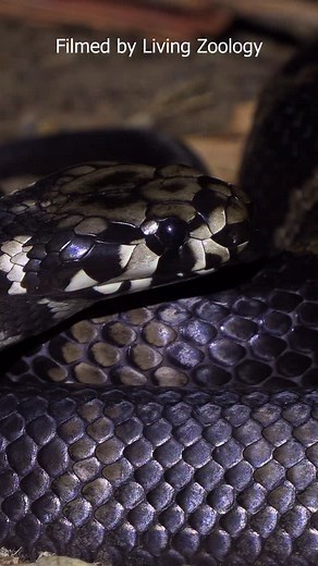 The Stephens’ banded snake (Hoplocephalus stephensii) is one of the few predominantly arboreal elapids in Australia. It is featured in our latest video. #livingzoology #venomoussnakes #snakephotography #snakes #snakevideo #stephensbandedsnake | Living Zoology