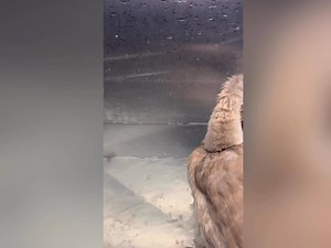 This tiny baby cygnet was found washed ashore at west meadow beach. This poor bird was unable to walk or stand and was literally starving to death. It has only been a few days and now this bird is walking swimming and eating on its own. He or she will be ready for release in the Spring! That means this bird will grow up this winter at our wildlife hospital. There is a mystery here….Why do we have a tiny cygnet being admitted in November (they should be full grown by now) and what happened to thi