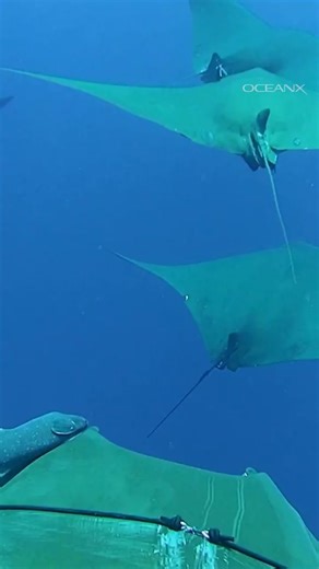 Exploring Chilean Devil Rays in the Azores