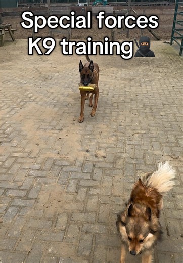 Inside Special Forces K9 Training Techniques