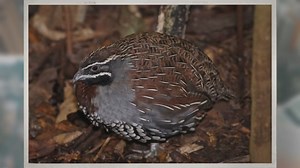 Can You Keep Quail as Pets?