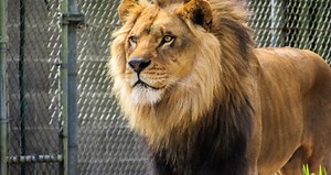 Rare Black-Maned Ethiopian Lion Caught on Video