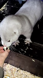 It's SNACK ATTACK time!!! Just look at his little hands 😭😍 #LysanderTheMink #ProfessorLysander #MinkFarming #MinkWearItBest #MinkFarm #RescueMink #MinkRescueNetwork #MinkRescueTeam #MinkRescue #FurFarmRescue #AmericanMink | Mustelid Madness Rescue