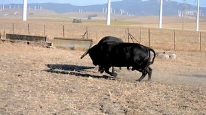 ♉️La tauromaquia es la única manera de mantener el tesoro ecológico que supone una especie como el toro bravo. Y mantenerla conforme a su naturaleza, con su fiereza y agresividad. Así es la naturaleza. Y así se comporta también el toro bravo en el campo. Una clásica pelea entre toros bravos en el que el castaño aprovecha la huida del perdedor para pegar. 🤳 Ganadería de Carlos Núñez | Fundación del Toro de Lidia