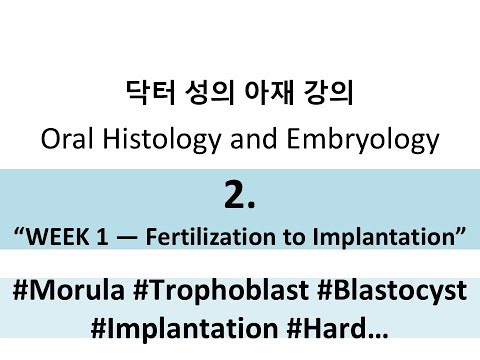 2. Week 1: Fertilization to Implantation