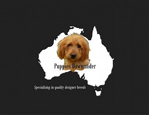 Mini Groodle Puppies for Sale| Puppies Downunder