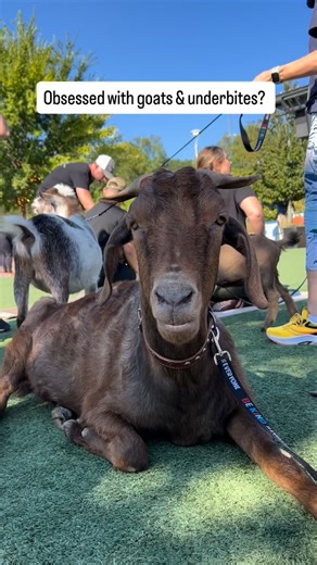Franks underbite plea… 🙏🏻 Meet Frank the Tank: the underbite that could end world conflict. 💪🏻 🌎 He’s goofy, he’s gentle, he’s kind, he’s perfect - but he’s also one of 12 goat 🐐 residents still waiting for an Angel.😇🙏🏻😇 At HAAS, we don’t get government support. Every life here is saved because someone chooses to care - because we said Yes. And Frank? He’s hoping that someone is you. By becoming an Adoption Angel, you symbolically adopt Frank (or any of our residents) and cover their m