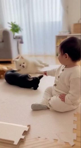 赤ちゃんが「バン」と言うとワンコが倒れる。 #犬と赤ちゃん #犬動画 #赤ちゃん動画