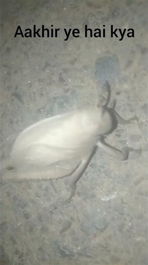 Principles of Nature – This Tiny Insect Has Ears on Its Belly – Not on Head!"