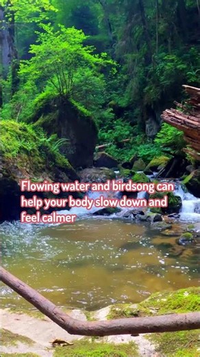 Forest Stream & Birdsong 川のせせらぎと鳥の声 | Nature Sounds to Relax Your Mind