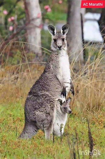 #४ || कांगारु || मराठी माहिती मुलांकरीता