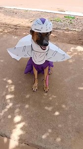 9.6K views · 599 reactions | Mr. Piccolo  #dbz #ifunny #memes #dog #funnyreels #dragonballz #fyp #reel #funnymemes | DBZ SUPER PAGE | Facebook