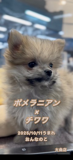JOYFUL-AK ペットワールド#犬猫#トリミング on Instagram: "みなさまこんにちは❄️ ジョイフルエーケー大曲店です⛄️ 本日のご紹介は 『ポメラニアン×チワワ』おんなのこ❤️ 2025.10.11.birthday🎂 見て頂きたいこのベイビーフェイス👶🏻❤️ このぽてぽてプリティーなボディ‼️ たくさんのかわいいをギュッと詰めた、 とんでもないかわい子ちゃんです✨ ぜひ会いにいらして下さいね♡ お待ちしております♪ お問い合わせ⬇️ ジョイフルエーケー大曲店 📞011-370-5555 #ジョイフルエーケー#ジョイフルエーケー大曲店#ポメラニアン×チワワ#ポメチワ#チワポメ#ポメチワパピー"