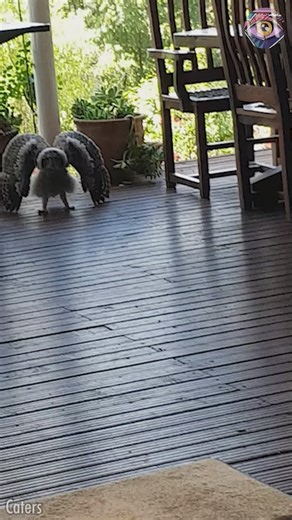 105K views · 736 reactions | Don't worry, everything will be owl-right | Bright Side | Facebook