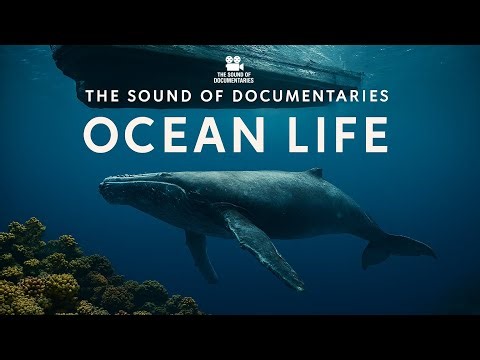 The Sound of Documentaries (Part 1) - Ocean Life