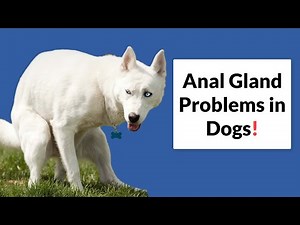 Anal gland Problems in Dogs & It's Treatment!