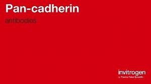 Anti-Pan-cadherin Antibodies | Invitrogen